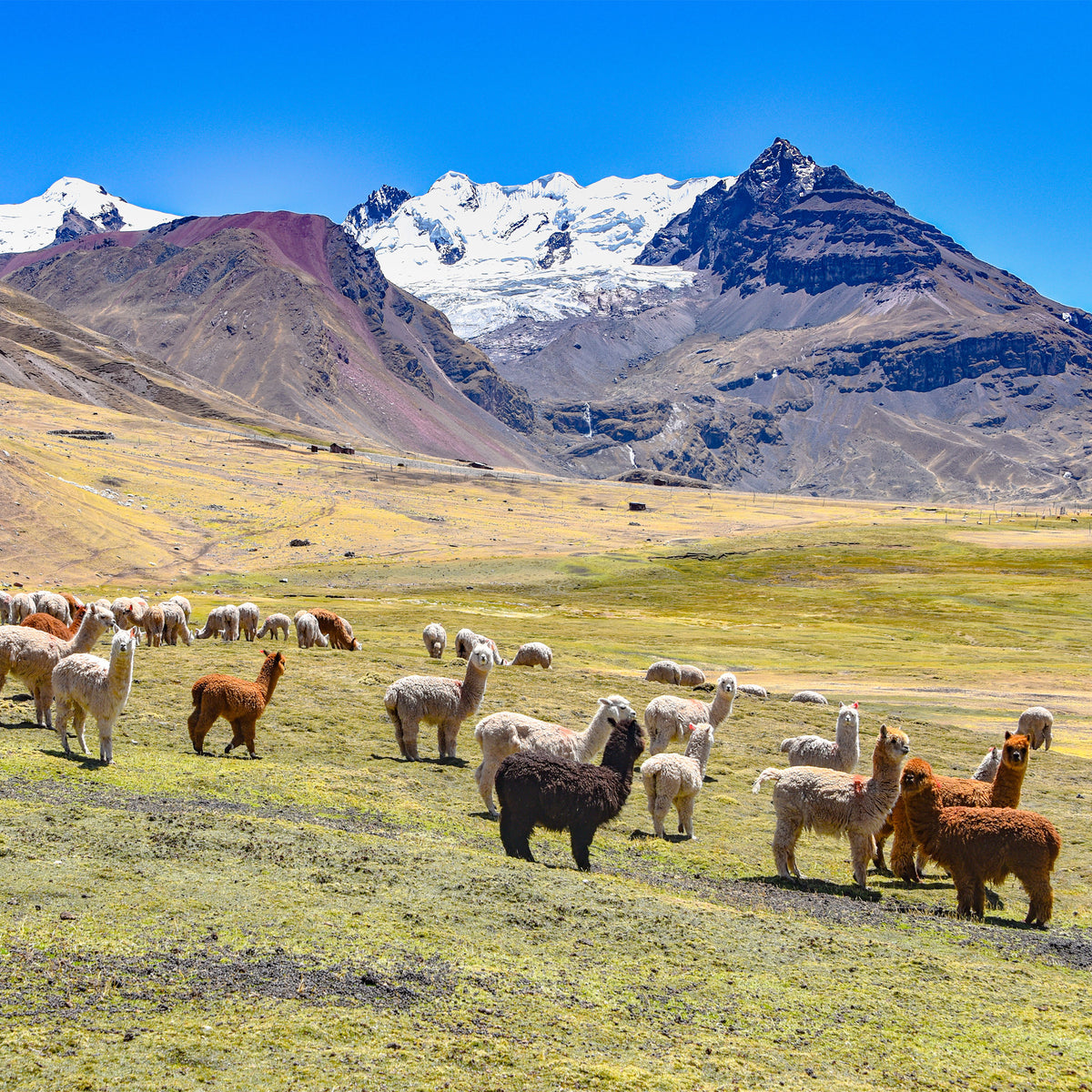 Alpaca's in a field in front of mountain range with blue sky