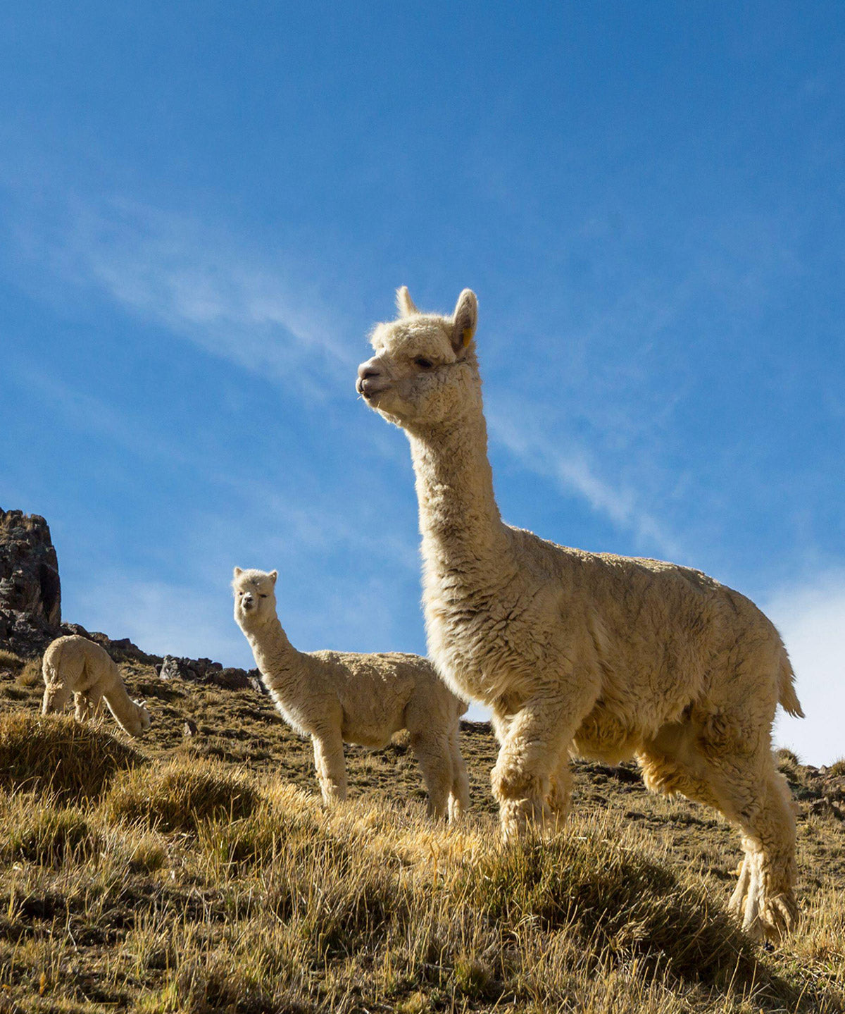 Three alpacas standing on a grassy hillside under a bright blue sky.