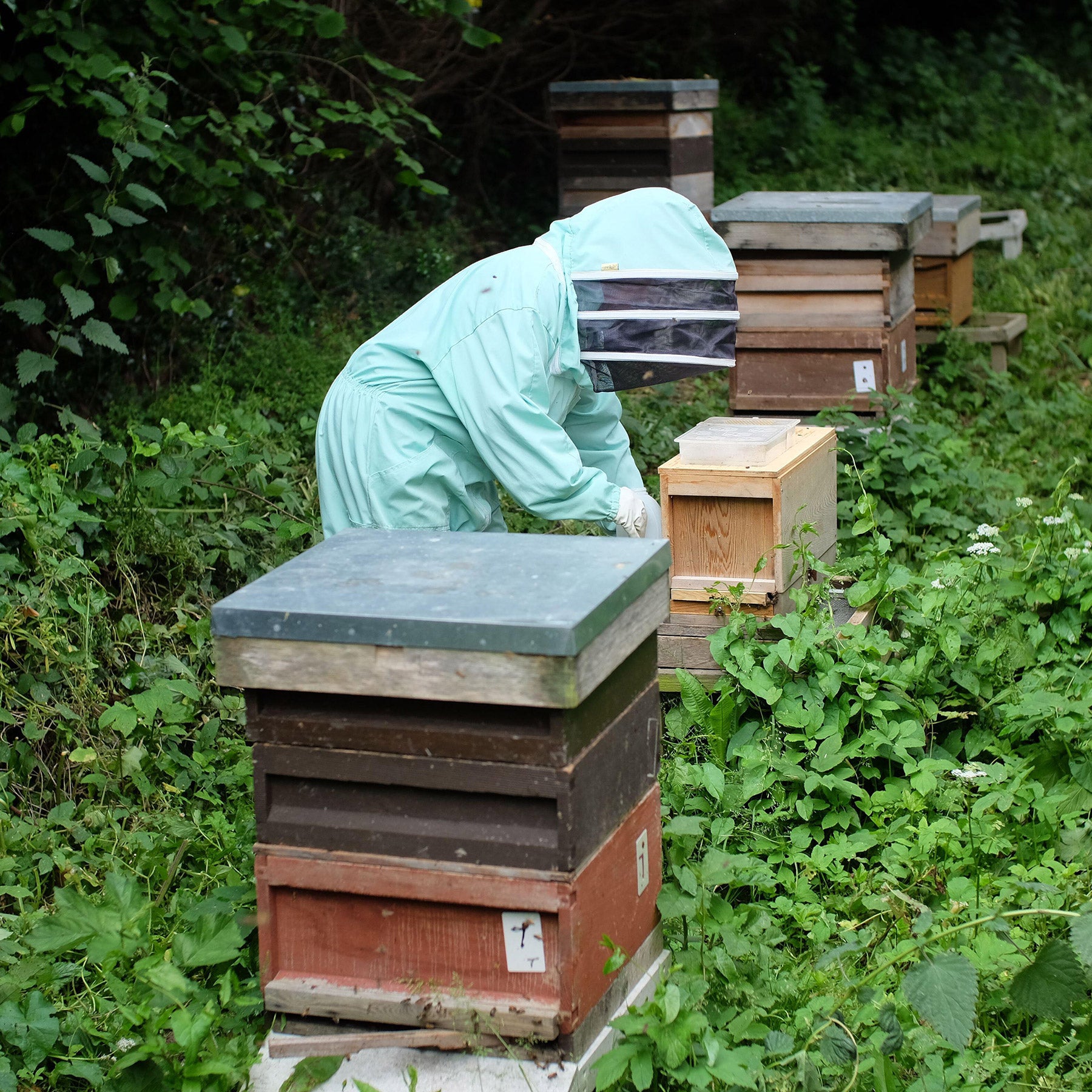 A person in a mint green beekeeping suit with a clear face shield tends to wooden beehive boxes in a lush green outdoor garden.