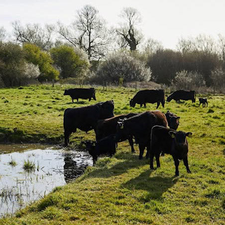 Several black cows graze and drink water in a grassy field with trees in the background.