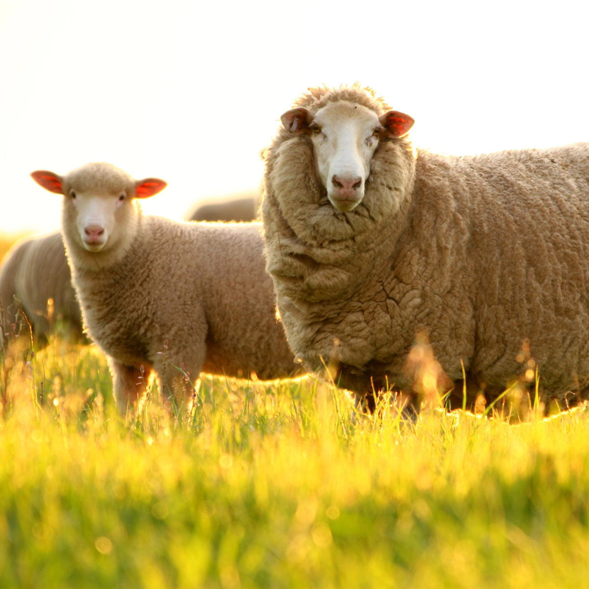 2 merino sheep looking at the camera