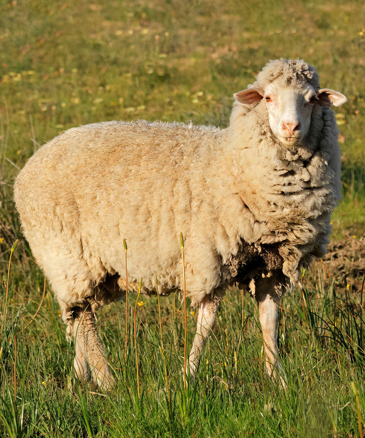 A fluffy off-white sheep standing in a grassy field with green and yellow vegetation.