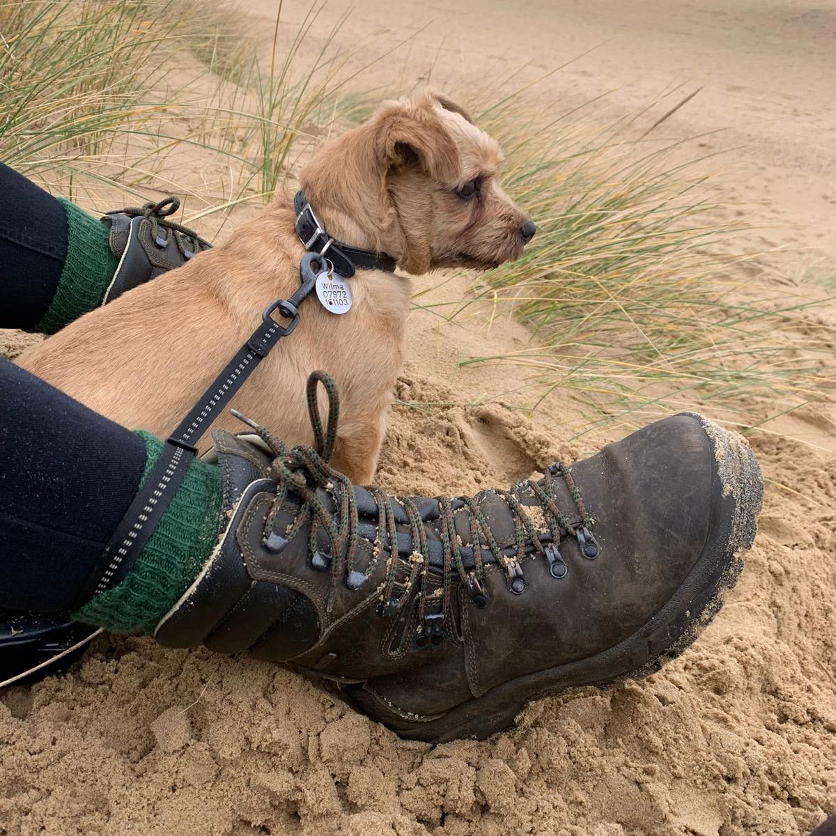 A small tan dog wearing a black collar and leash sits on sandy dunes next to a person's leg in a dark brown hiking boot, with green knit socks and black pants visible.